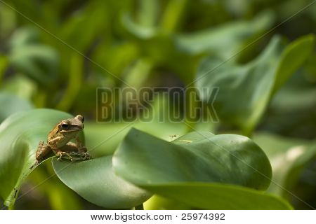 Grenouille sur une feuille