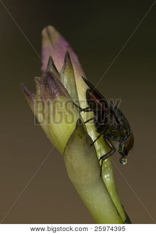 Mouche et une goutte d'eau