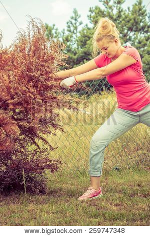 Woman Gardener Removing And Pulling Withered Dried Thuja Tree From Her Backyard. Hard Yard Work Arou