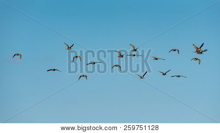 Flock Of Marbled Godwits In Flight Through Blue Skies