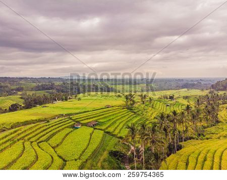 稻上飞照片 图片、插图和矢量图(免费) - Bigstock