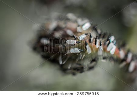 A Swarm Of Flying Ants Gather On A Floral Plant