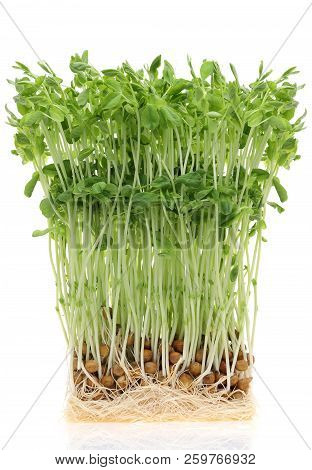 Fresh Sweet Peas Sprout Bean With Roots Isolated On White Background