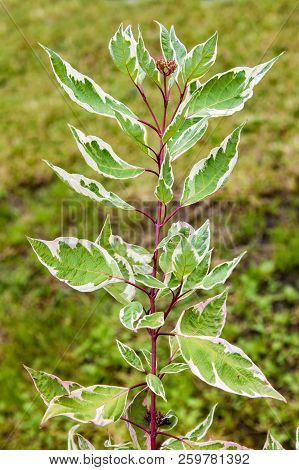 Garden Shrub Derain White (cornus Alba), Green And White Plant Leaves