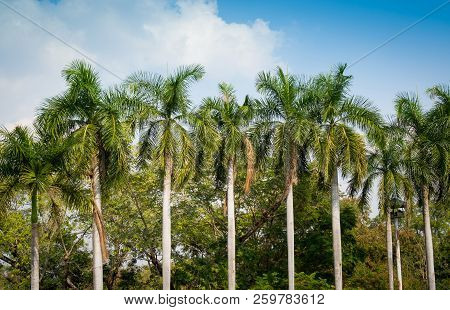 Toddy Or Sugar Palm (borassus Flabellifer) With Blue Sky