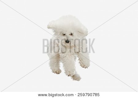 A Dog Of Bichon Frize Breed Isolated On White Color Studio