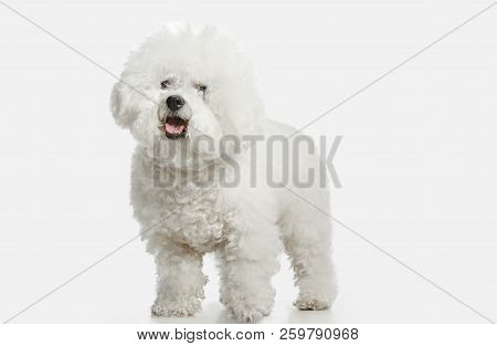 A Dog Of Bichon Frize Breed Isolated On White Color Studio