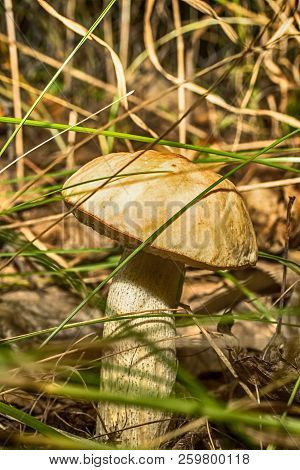 Macro Photo Of A Mushroom With A Brown Hat In The Forest Among The Grass Close Up