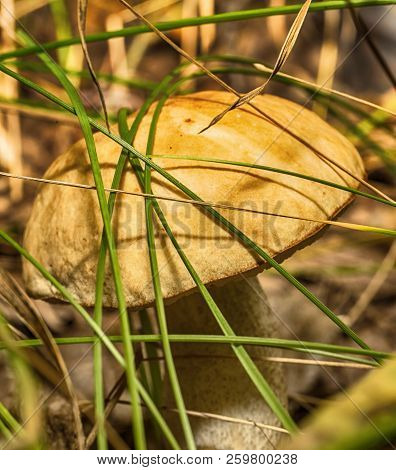 Macro Photo Of A Mushroom Growing In The Grass Close Up With Small Details