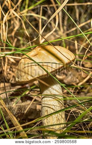 Macro Photo Of A Mushroom With A Brown Hat In The Forest Among The Grass Close Up