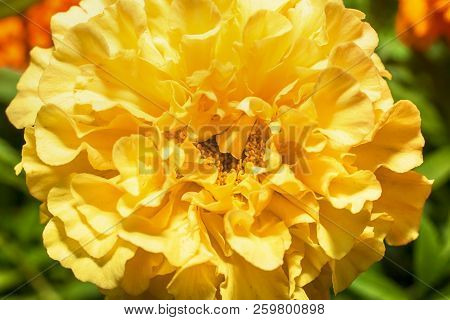 Macro Photo Of A White Carnation Flower Close-up With The Increase In The Fine Details On A Green Ba