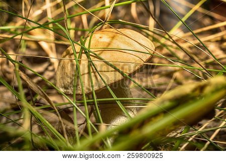Macro Photo Of A Mushroom With A Brown Hat In The Forest Among The Grass Close Up