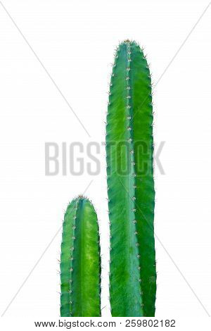 Green Cactus Isolated On White Background