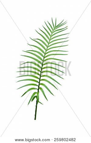 Green Tropical Palm Leaves Isolated On White Background.