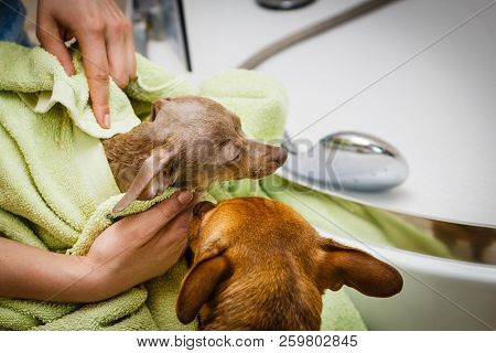 Women Drying Her Little Dog Using Green Towel. Pinscher Ratter Prazsky Krysarik Purebreed Puppy Afte
