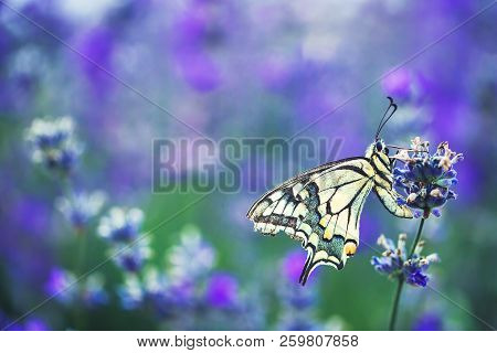 Lavender Flowers On Field With Buterfly Beautiful Natural Background
