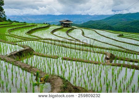 Rice  Terrance In Green Season Chiangmai Thailand