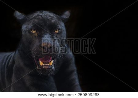 Black Panther Shot Close Up With Black Background