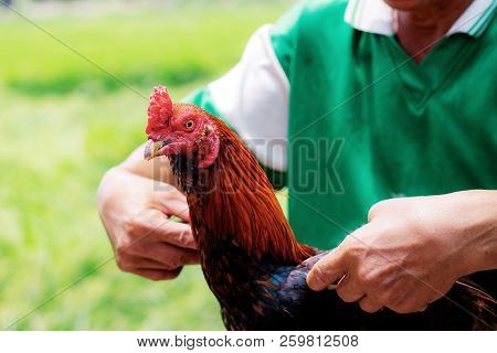 Chicken And Farmer In The Countryside Of Thailand.