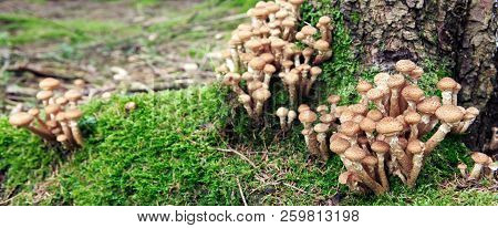 Agaric Honey Fungus In Autumn Forest. Nature Background.