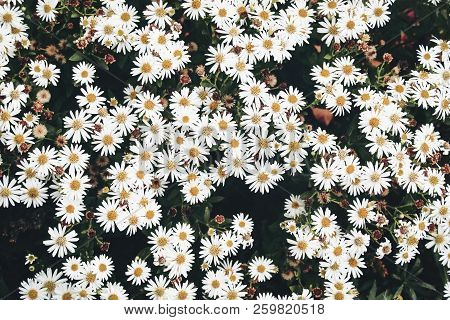 Closeup Of White Daisy-like Flowers Of Fall Heartleaf Aster, Aster Cordifolius In The Garden. Autumn