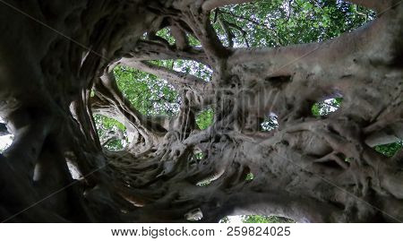 The Liana That Covered The Trunk Of The Ficus To His Death In Boabeng Fiema Monkey Sanctuary At Tech
