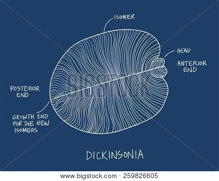 Dickinsonia Fossil Illustration. Ancient Fossil From The Ediacaran Period Sketch White On Blue Backg