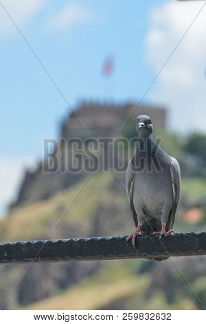 Ankara, Turkey - A pigeon with Ankara Castle background