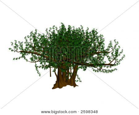 Banyan Tree