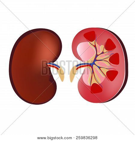 3d Realistic Anatomy Vector Kidney, Normal Kidney. Anatomy Human. Medicine Concpet, Vecotor Illustra