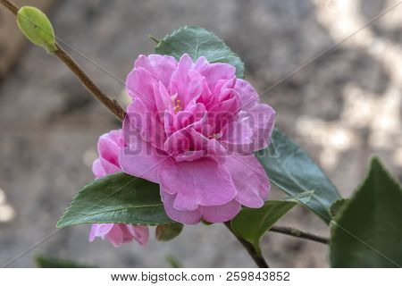 Pink Camellia Sasanqua Flower In The Garden
