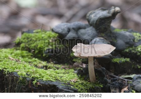 Deer Mushroom (pluteus Cervinus) Near A Birch Tree Stump