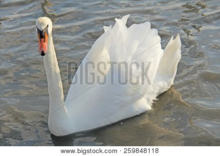 White And Black Swans Swim In The Lake In Summer Or Autumn. Beautiful White Swans