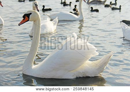 White And Black Swans Swim In The Lake In Summer Or Autumn. Beautiful White Swans