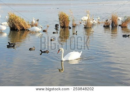 White And Black Swans Swim In The Lake In Summer Or Autumn. Beautiful White Swans
