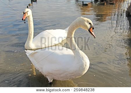 White And Black Swans Swim In The Lake In Summer Or Autumn. Beautiful White Swans