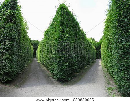 Ideally Geometrically Cropped Shorn Trees In An Abstract Well-kept Park