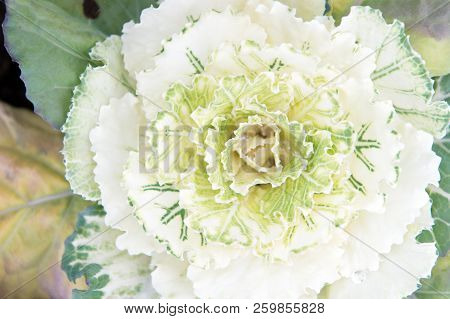Ornamental Cabbage Plant Close Up. Beautiful Cabbage Harvest. Decorative Cabbage With White Leaves T