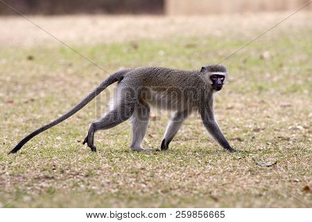A Vervet Monkey Strolls Through A Campground