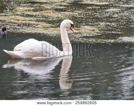View Of A Swan In Roath Park, Cardiff