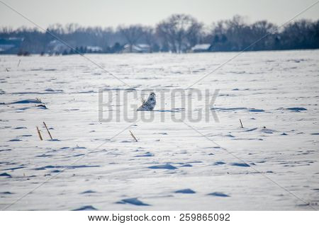 Snowy Owl Sits In A Field Of Snow On A Sunny Winter Day. Extra Copy Space Available