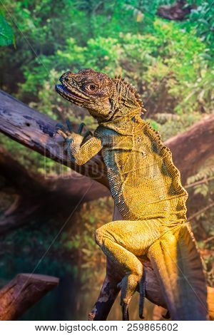 Close Up View Of Giant Reptile Iguana Lizard With Plants Behind. Iguanidae Family.
