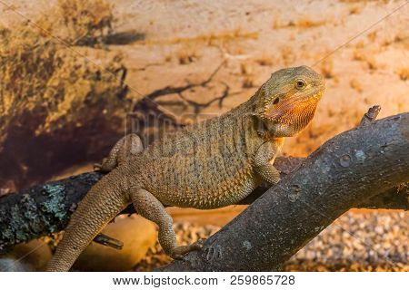 Close Up View Of Giant Reptile Iguana Lizard With Plants Behind. Iguanidae Family.