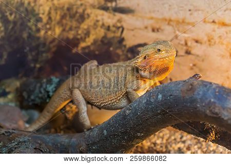 Close Up View Of Giant Reptile Iguana Lizard With Plants Behind. Iguanidae Family.