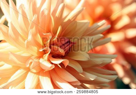 Dahlia, Asteraceae Variety Of Chrysanthemum, Gentle Color Yellow-orange Flowers, The Plant Is Lit By