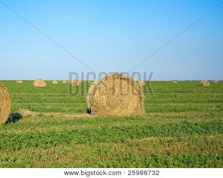 Ball der Mais Stroh in einem Feld mit blauem Himmel