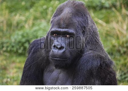 A Portrait Of A Male, Silverback Gorilla In A Natural Environment.