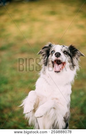Border Collie Or Scottish Sheepdog Adult Dog Staying On Paws In Green Grass. Close Up Portrait.