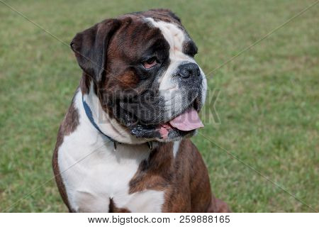 Brindle Boxer Puppy With Lolling Tongue Is Sitting On A Green Meadow. Pet Animals.
