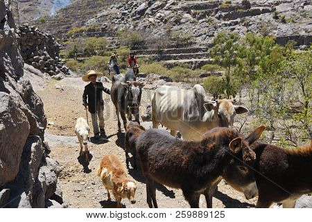 Hajjarah, Yemen - March 14, 2010: Unidentified Children Graze A Herd Of Farm Animals. From An Early 